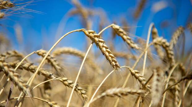 Россия ждет снятия препятствий по перевозке зерна на мировые рынки