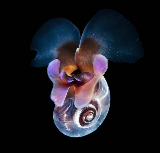 Limacina helicina