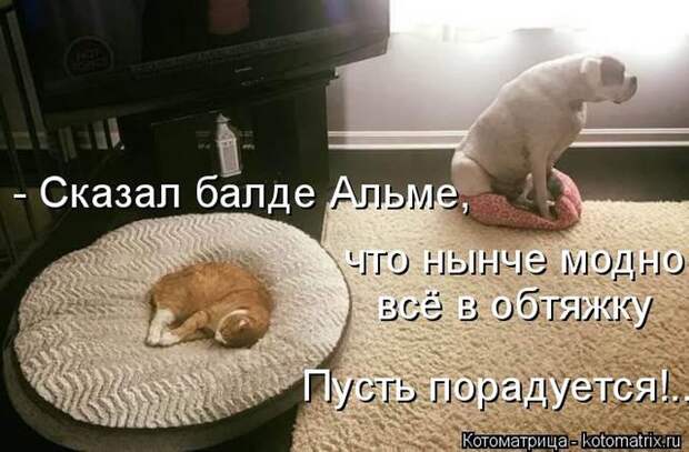 Лучшие котоматрицы недели (50 фото)
