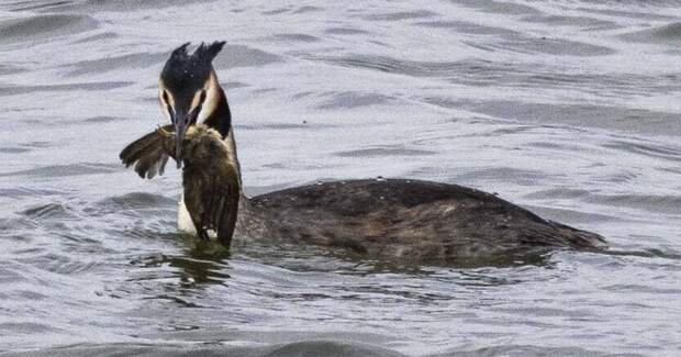 В Наварре чомги поймали и съели двух пеночек