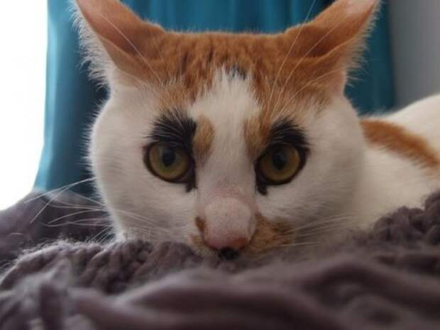 Кошки с причудливым окрасом шерсти коты, кошки, прикольный окрас кошек.