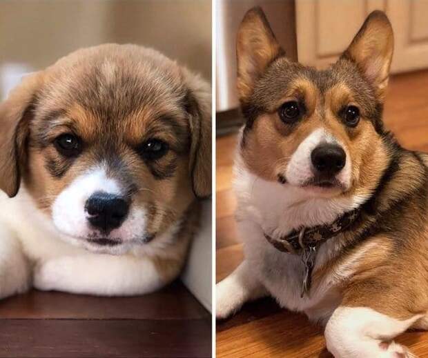 фото щенка до и после