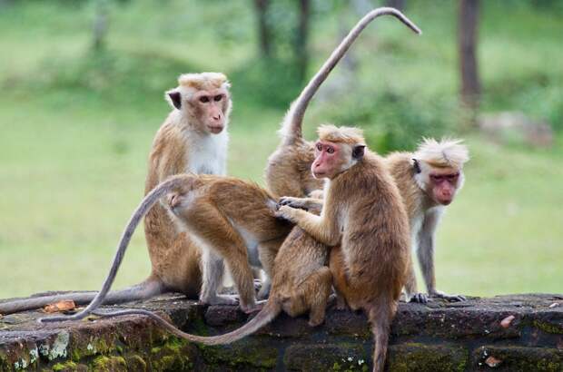 Блогерша отправилась в Таиланд, стала жертвой нападения обезьян и попала в больницу