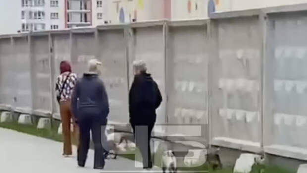В Барнауле пожаловались на женщин, выгуливающих собак на детской площадке