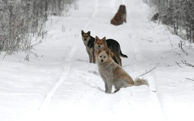 Стая бродячих собак насмерть растерзала жителя Якутии