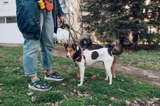 Полиция может начать составлять протоколы за нарушения содержания животных