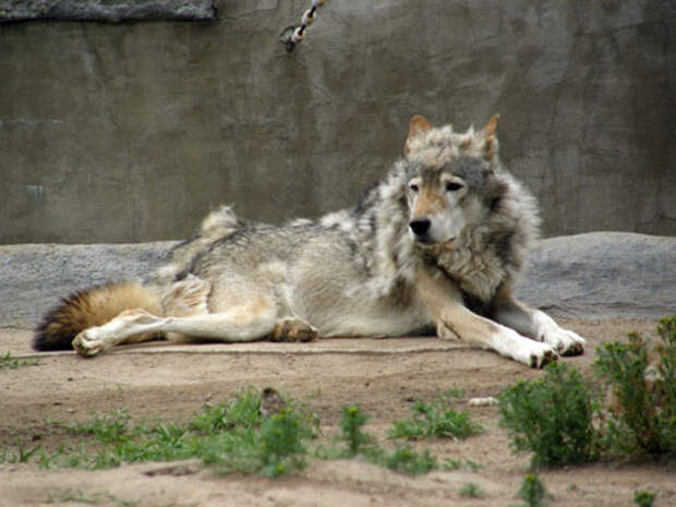Картинки по запросу Московском зоопарке волка