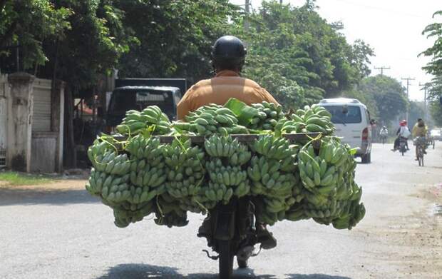 Камбоджа. Огромные связки бананов на маленьком мопеде.