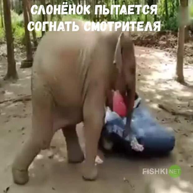 Слонёнок пытается согнать смотрителя с надувного матраса