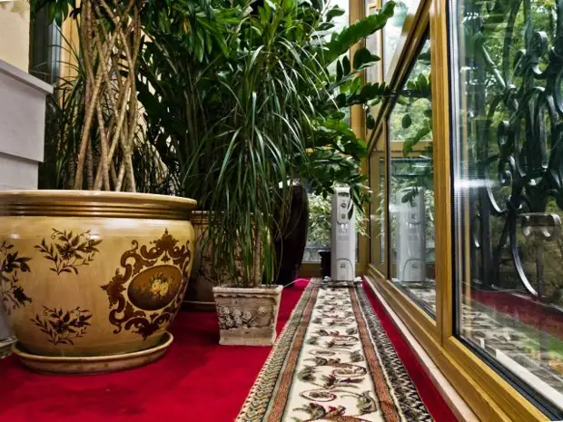 Что можно выращивать на северном балконе – лучшие теневыносливые растения