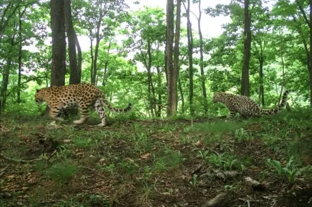 Фотоловушки в Приморье фиксировали леопарда - «крестницу» Памелы Андерсон