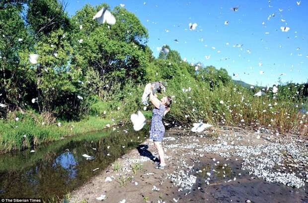Эффект бабочки по-сибирски: тысячи насекомых заполонили города Сибири бабочки, живность, насекомые, нашествие, природа, россия, сибирь, фото