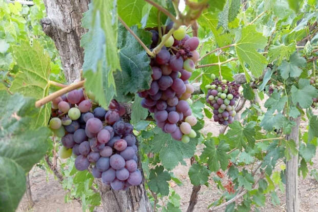 Тихие вина Дона признаны лучшими в «Винном гиде России-2025»