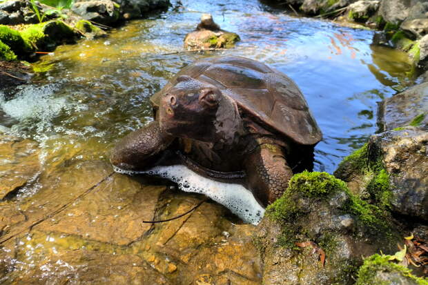 Учёные: черепахи могли быть "живыми консервами" для древних германцев