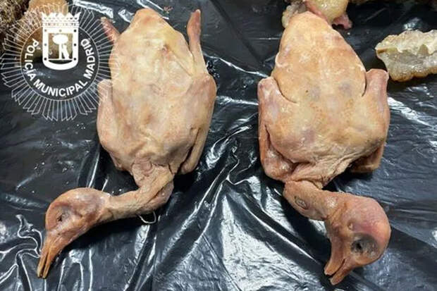 The Sun: в Мадриде закрыли заведение, где подавали уличных голубей вместо утки