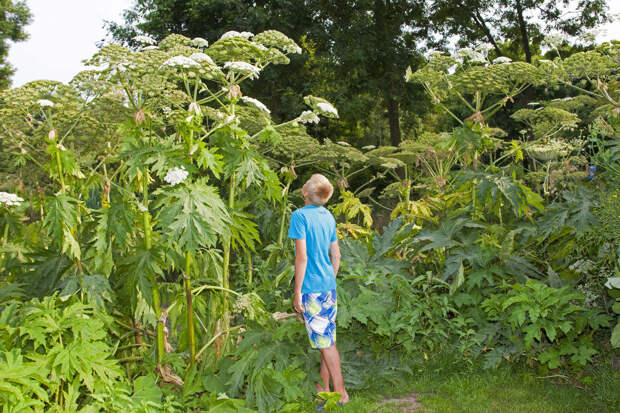 Юрист Хаминский: выращивание на даче мака и голубого лотоса грозит тюрьмой