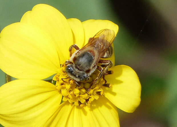Эволюционный конфликт рабочих безжалых пчел с личинками привел к массовому убийству маток