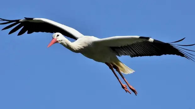 Приметы на Иванов день. Почему 9 марта боялись спать днём и не готовили блюда из утки?