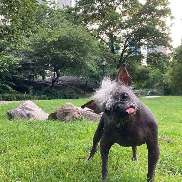 Как выглядит самая уродливая собака в мире (12 фото)