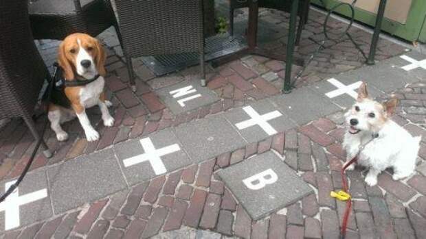 Собаки-пограничники Бельгия, голландия, граница