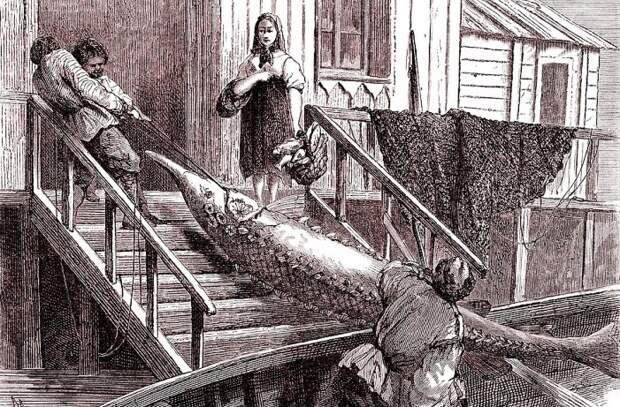 Чем жили. Здесь рыбный дух, здесь рыбой пахнет