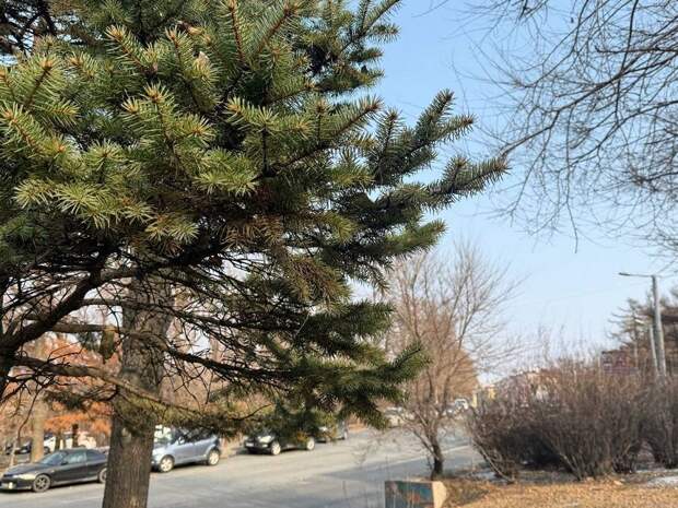 Приморцев ждёт потепление и ясная погода без осадков