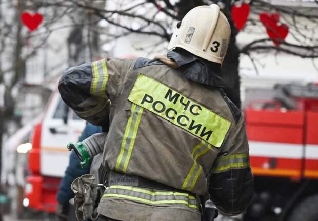 Кошки включили тостер и подожгли квартиру россиян