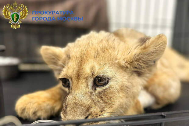 Прокуратура взяла под контроль дело об изъятой у блогера-миллионника искалеченной львицы