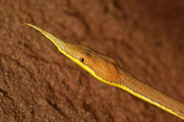 Листоносая змея. животные, интересное, мадагаскар, факты, эндемики мадагаскара