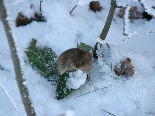 Фото: Ronnie Meijer/flickr.com