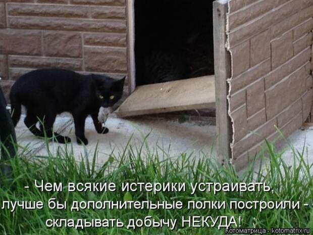 Лучшие котоматрицы недели (50 фото)