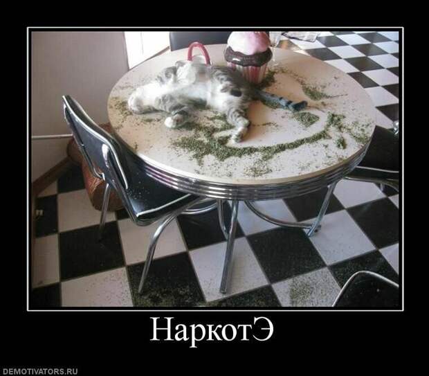 Кошачье-каламбурные демотиваторы