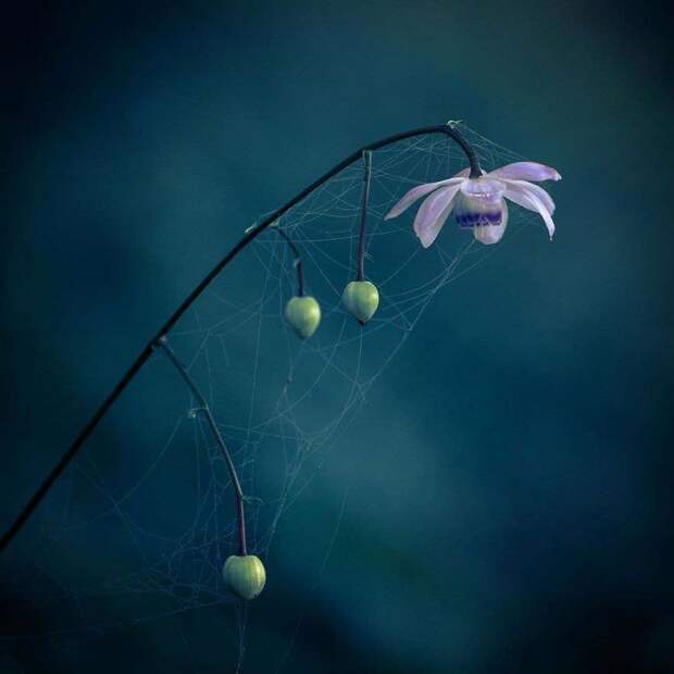 Природа Японии в фотографиях Кунито Имаи (Kunito Imai)