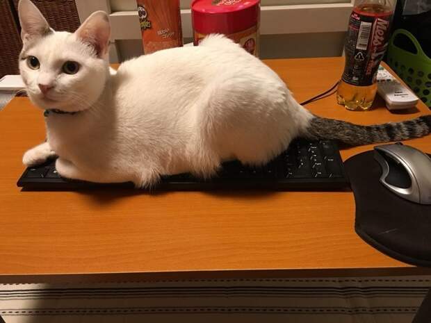 Японец показал, как он защищает компьютер от своей кошки животные, забавно, компьютер, кот, место, юмор, япония