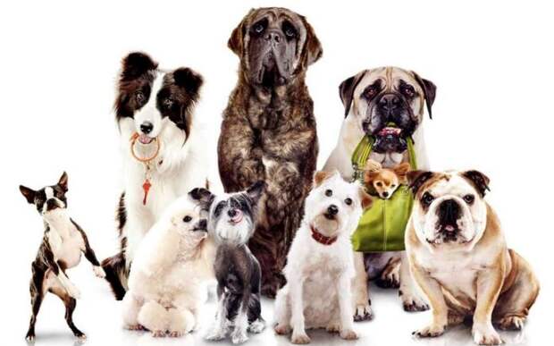 Honden-zijn-welkom