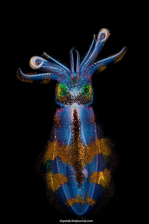 ����������������� ������� �������