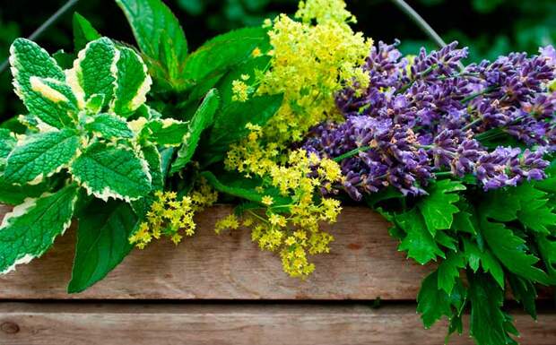 Лекарственные растения из сада