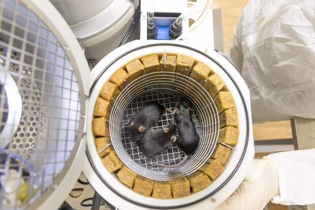 Всё, что нужно знать о радиации на орбите новой российской станции