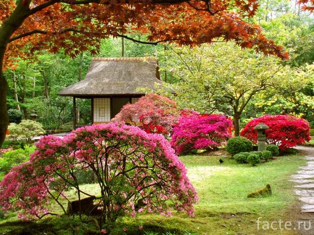 Японский сад 12