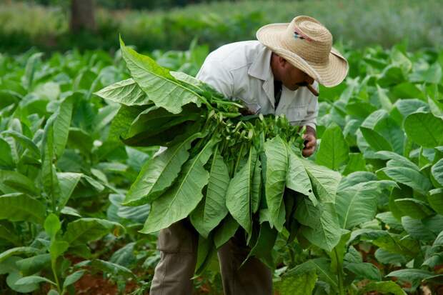 Растение табак 