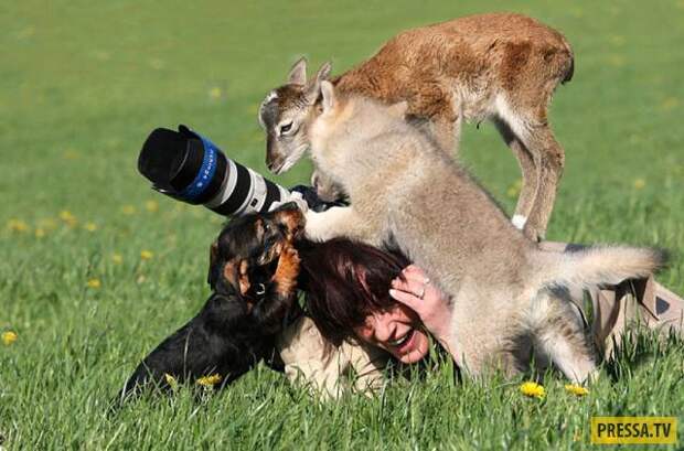 Забавные фотографии диких животных и фотоохотников (46 фото)