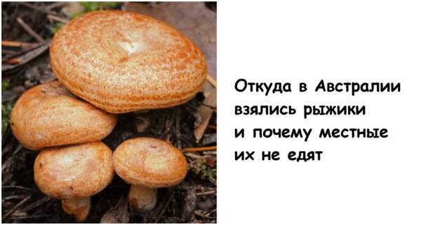 Откуда в Австралии взялись рыжики и почему местные их не едят