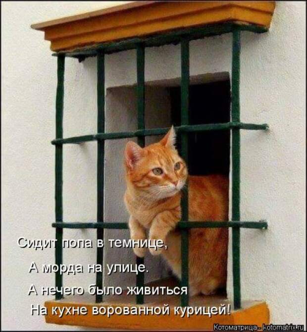 Свежая котоматрица (33 фото)