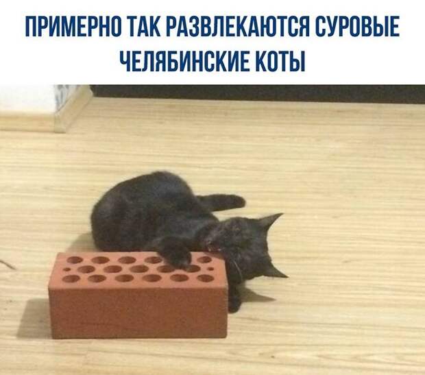 Суровые коты ) Суровые коты )