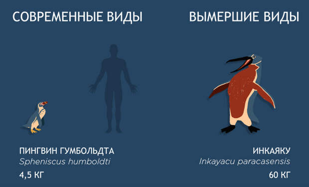 Размеры доисторической мегафауны по сравнению с современными животными. Мегафауна, доисторические животные, видео, длиннопост, палеонтология