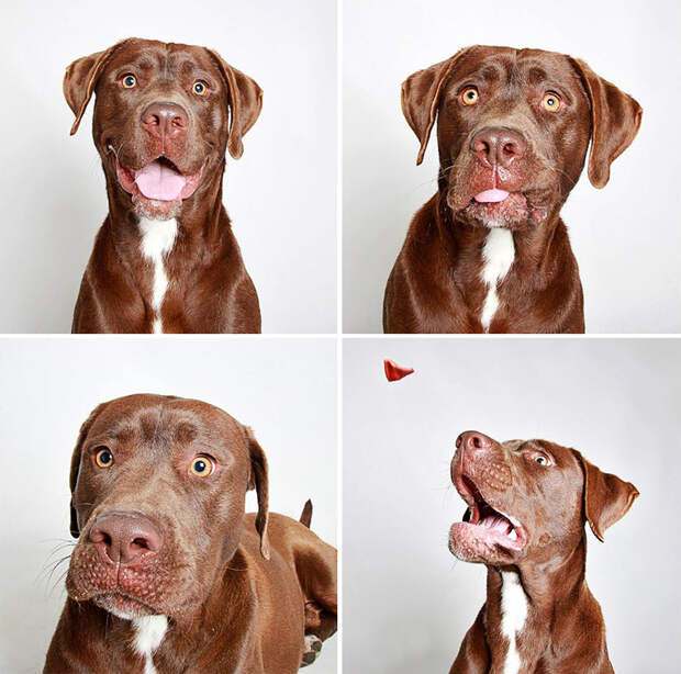 adopted-dog-teton-pitbull-humane-society-utah-12