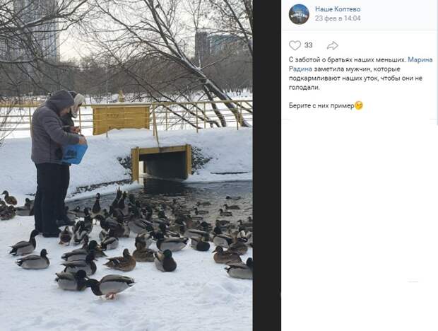 Утки на Большом Садовом пруду переходят на «самообеспечение»