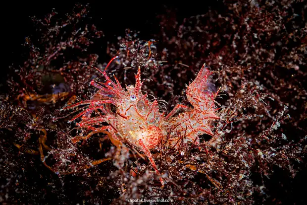 ����������� ����� (Paracragon echinata)