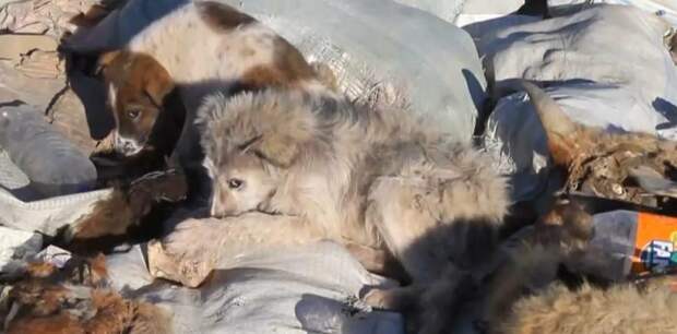 В Мажилисе предложили разрешить эвтаназию бездомных животных