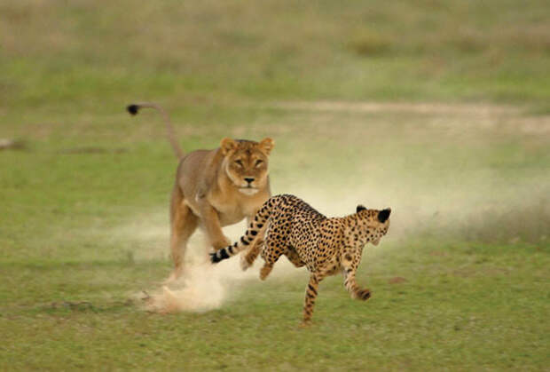 8. Самка гепарда уводит львицу прочь от своих детенышей. (HANNES LOCHNER / BARCROFT MEDIA)